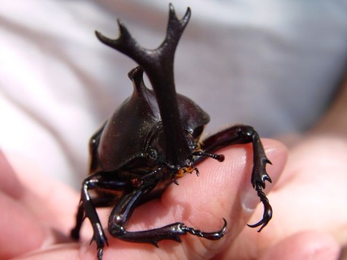 Allomyrina Dichotoma, Also Known As The Japanese Rhinoceros Beetle Or Japanese Horned Beetle, Is A Species