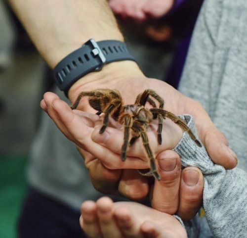 finally held a tarantula!! pics of the beaut and a bonus pic of me looking like i’m about to eat her