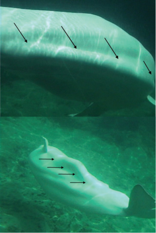 griseus:  BELUGA WHALES ARE OVERWEIGHT FOR A REASON  Almost all cetaceans have a dorsal ﬁn, which acts as a surface to control attitude and prevent roll, yaw, and side-slip.  Among odontocetes, only right whale dolphins, the ﬁnless porpoise and both