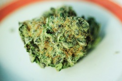 a-high-ass-ginger:  Close up of Death Star. One of the kiefiest strains I’ve ever had.