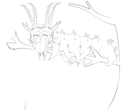 drawing challenge #1 - an insect/arachnid as a dragon or a...