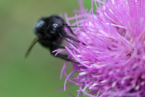 Melanistic (all-black) garden bumblebee/melanistisk trädgårdshumla.