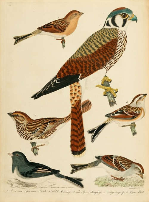 From: Wilson, Alexander, 1766-1813. American ornithology, or, The natural history of the birds of th