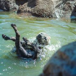 morylaine:Hyenas are just sassy giggle pups. 😂 Did you know Hyenas are closer related to mongooses than to dogs? This one was acting very doggo like though. He was making the most out of the water on a hot day. 🌞🌊 x3 D’aww~ &lt;3