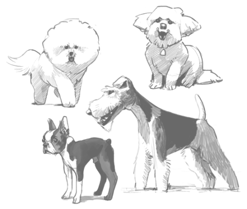 vondellswain:the world has many dogs