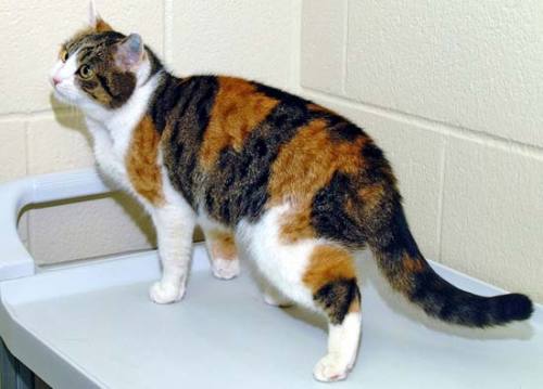 strangebiology:  Can you tell the difference between these two cats? Because genetically, they’re identical. The one up top is Rainbow, the first cat to ever be cloned. The one on the bottom is CC (for Carbon Copy, not CopyCat), and is the result of
