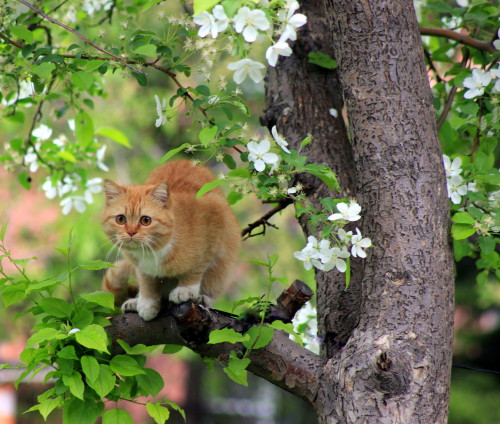 mostlycatsmostly:(via t-casiczina)