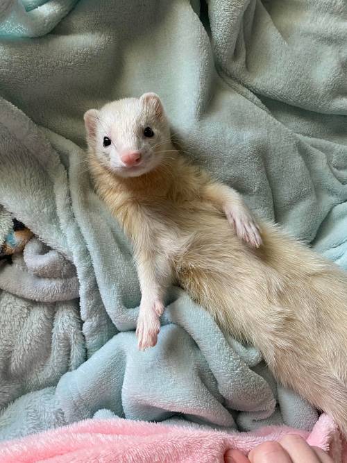 This is my Stu, and I just love him so much. : ferrets