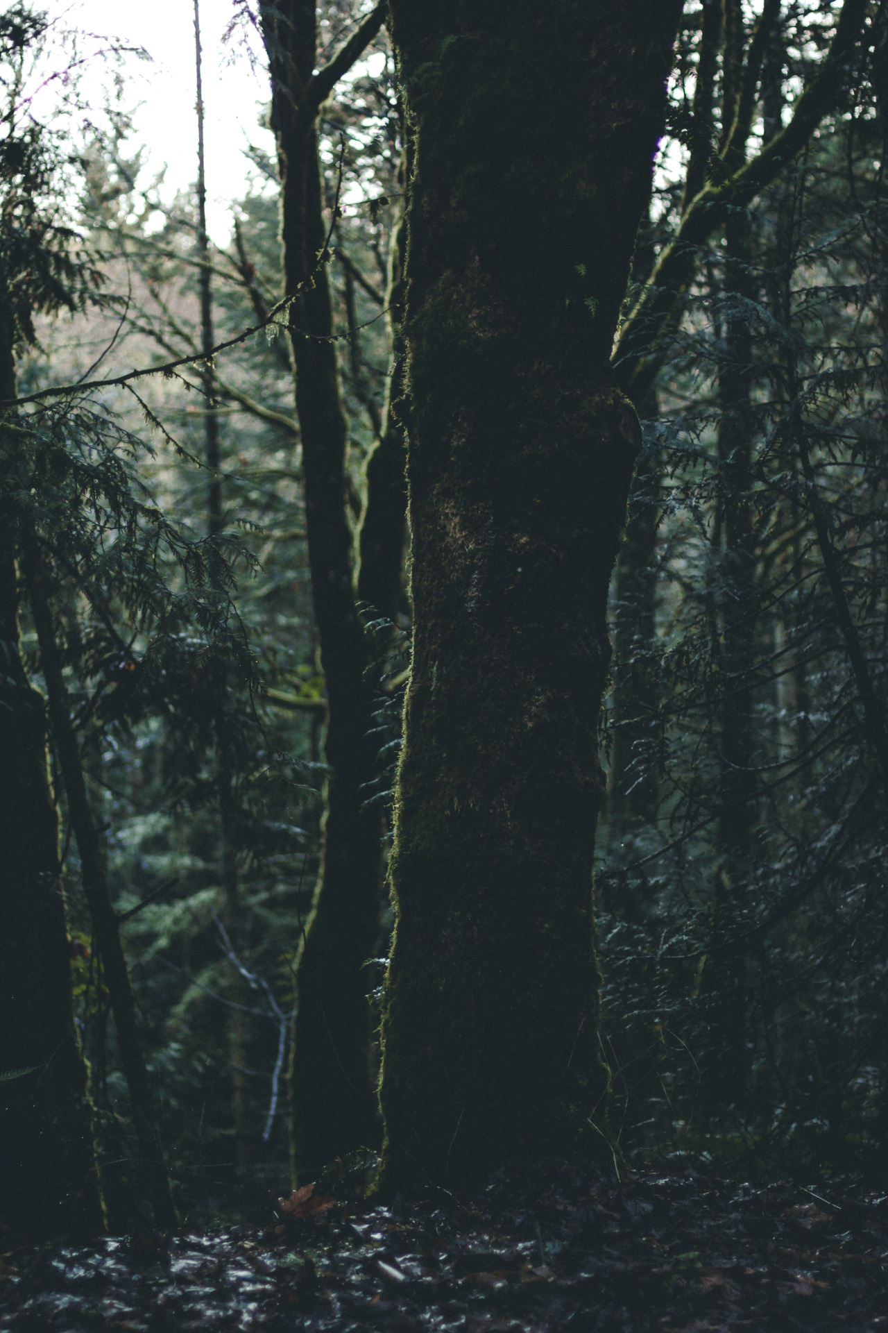 strictly nature