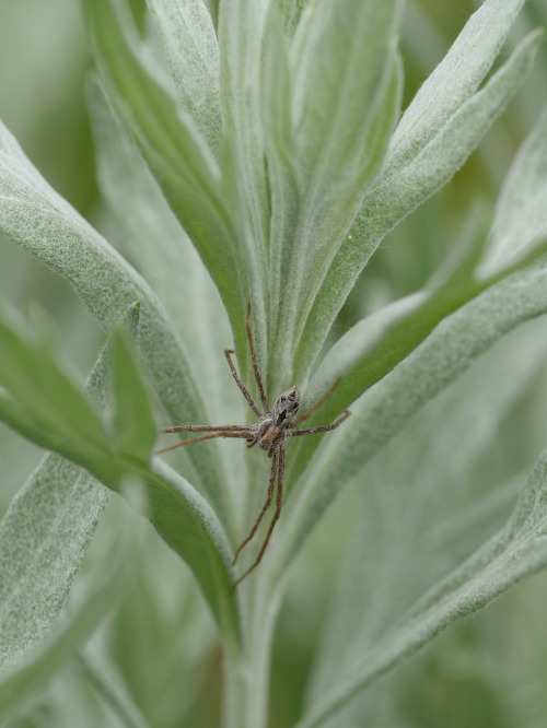 Philodromus histrio “Theatrical Running Crab Spider” Philodromidae Blue Mountain National Recreation