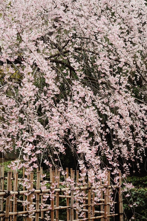 fuckyeahjapanandkorea:  京都御苑 出水の糸桜 by Eiji Murakami  