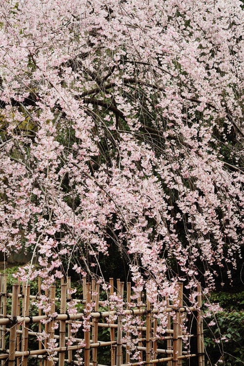 fuckyeahjapanandkorea: 京都御苑 出水の糸桜 by Eiji Murakami 