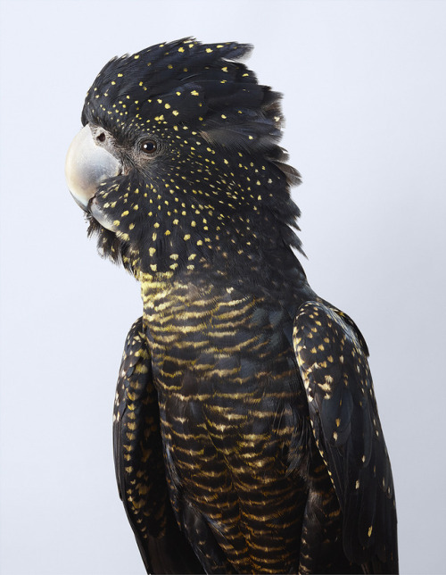 New Feathery Portraits That Peek Inside The Personalities Of Cockatoos And Doves 
