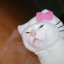 jiminscalicocat