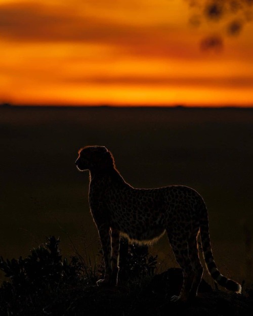 Photo by @nisha.purushothaman Threaded in gold! #wild #nature #sunset #wildlife #animals #cheetah #n