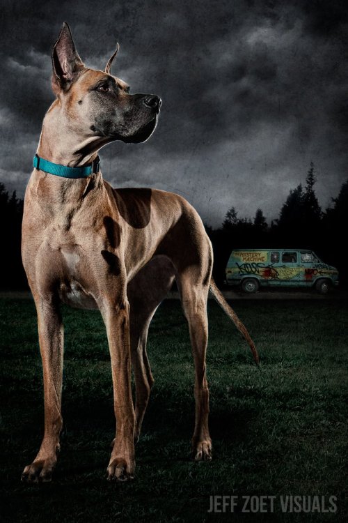 angelophile:  greyloch:    Wow! Just… wow. O.O!       Scooby Doo and the Gang       Photographed byJeff Zoet Visuals  Scooby Doo cosplayed by Faith the Great Dane  Shaggy cosplayed by Roger Kean Daphne cosplayed by Claire Werkiser  Fred cosplayed