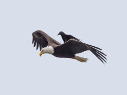 itscolossal:  Free Ride: A Crow Catches a Lift on the Back of a Bald Eagle