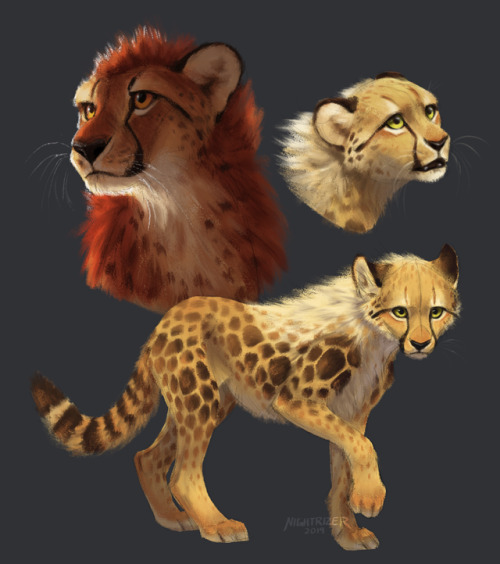 If you were ever wondering how the cheetah species in my story would look if they were real, it&rsqu