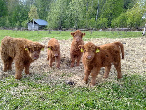 thiskinkylife:  awwww-cute:  Highland Cattle calves in Finland [x-post from /r/AnimalPorn]  MY FAVORITE!! I LOVE HIGHLANDS!!!