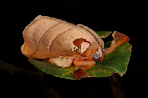 Cup Moth (Mahanta sp., Limacodidae)