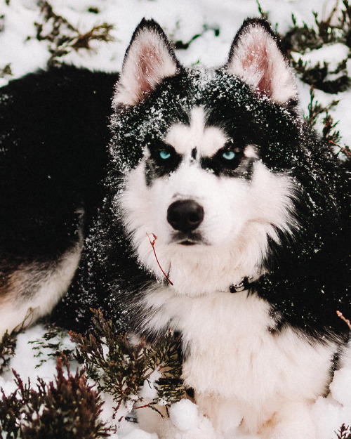 Chilling on a snow covered bush. You know.. as huskies do.