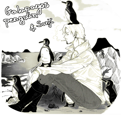 DAY 9-10: Endangered marine species x One PieceSanji and the Galapagos penguins ( Spheniscus mendicu