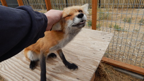 The many facial expressions of vulpes vulpes; foxes show their love and affection in many ways, thei