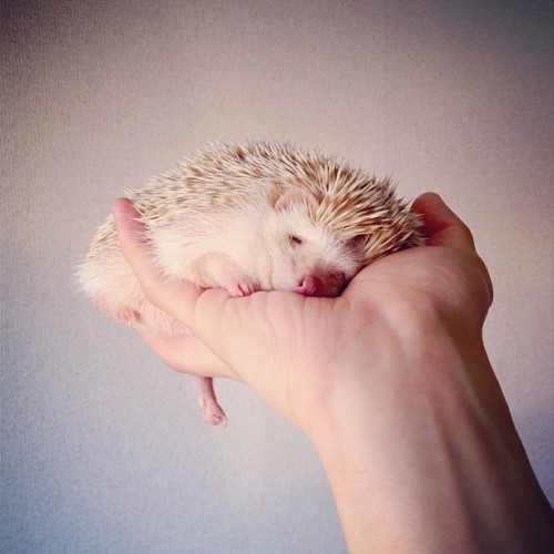 instagram:   The Story of Darcy, the Flying Hedgehog (@darcytheflyinghedgehog) To tune in to Darcy’s daily poses, be sure to follow her @darcytheflyinghedgehog. “I want to make Darcy the most famous hedgehog in the world.” With this in mind