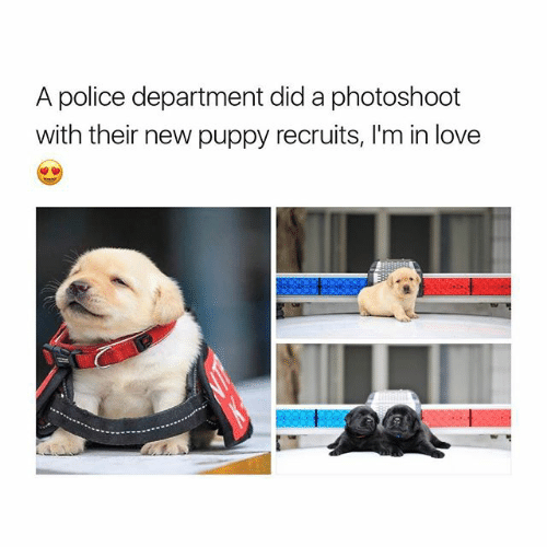 kingof-memes: Police Puppers  Follow @kingof-memes  YESSSSS