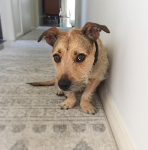 totallydoglife