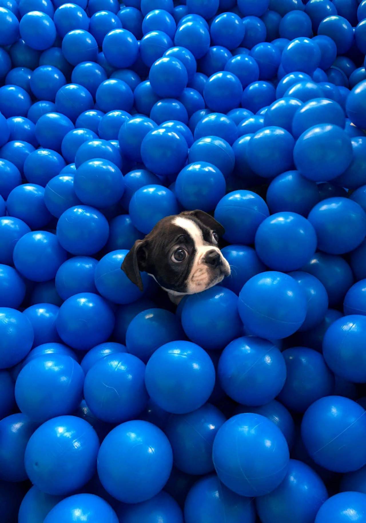 awwww-cute:  On of these things is not like the other (Source: http://ift.tt/2fGC1SU)