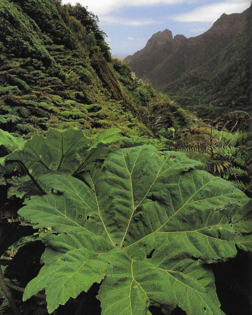 likalinea:“Lush Vegetation covers the steep, humid slopes of Róbinson Crusoe Island’s high peaks.”Miguel Luis Fairbanks, Róbinson Crusoe Island, Chile, 1997.