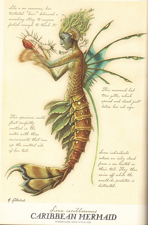 ignissannat: Mermaid and Sea-maid from Arthur Spiderwick’s Field Guide to the Fantas