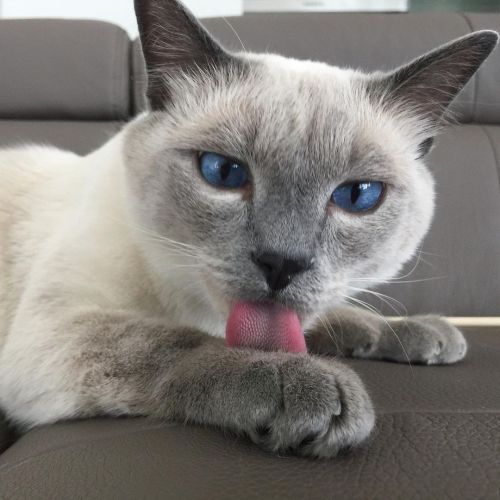 Happy tongue out Tuesday blep! #tongueouttuesday. . . . . ✨ . #siamese #siamesecat #siamesecatofin