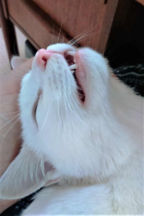 moonymoggy:teefies