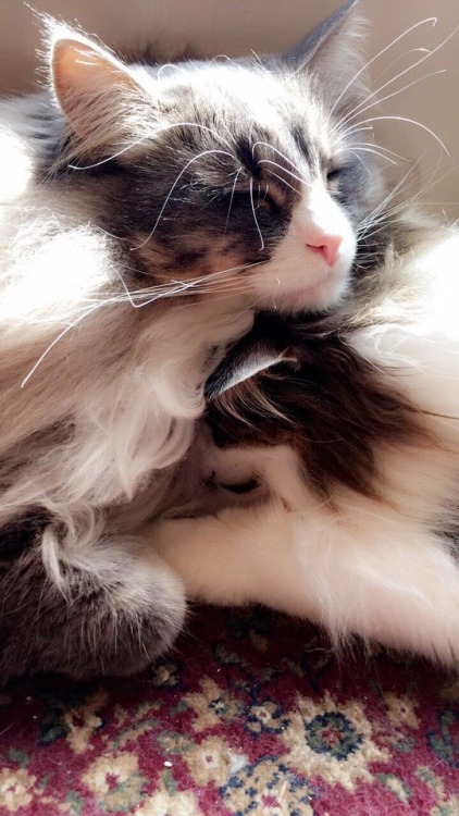 catladychronicles:When in doubt, snuggle it out