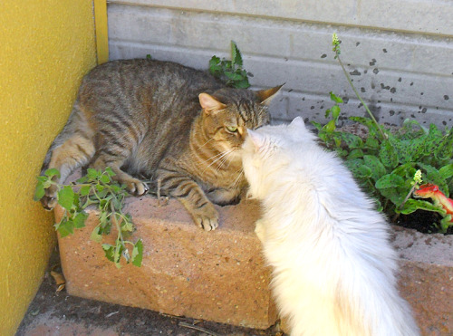 viergacht:Honestly, I don’t know why I expected any other outcome from planting catnip.Bartleby &