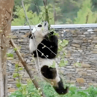 Panda Gif Explore Tumblr Posts And Blogs Tumgir