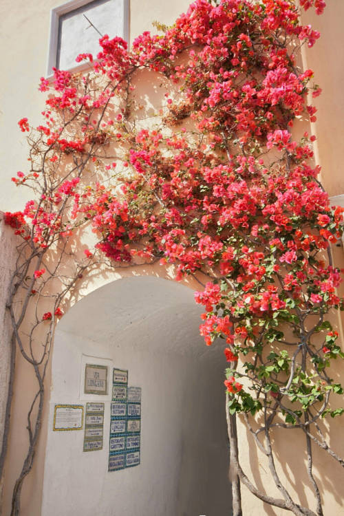 Capri archway by Domenico Nostro