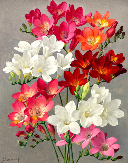 art-and-things-of-beauty:Jan Voerman jr (1890-1976) - Freesias, oil on canvas, 29 x 23 cm.