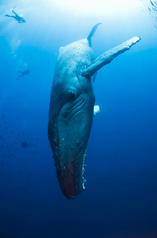 fabforgottennobility:  thelovelyseas:  Diving by David Valencia     Want