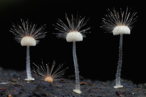 redesignrevolution:  Steve Axford Takes a Look Into the Wild World of Fungi 