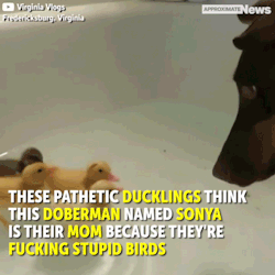 approximatenews:  These stupid fucking ducklings