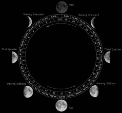 witchesflame:  chaosophia218:  Lunar Phases.