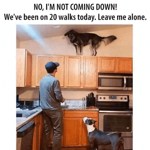 magpie-69:Covid problems! 😂