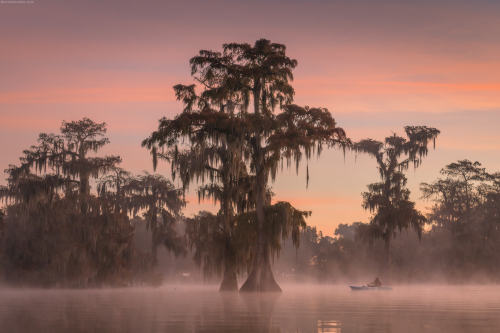 vurtual: Cypress swamps (by Daniel Kordan)