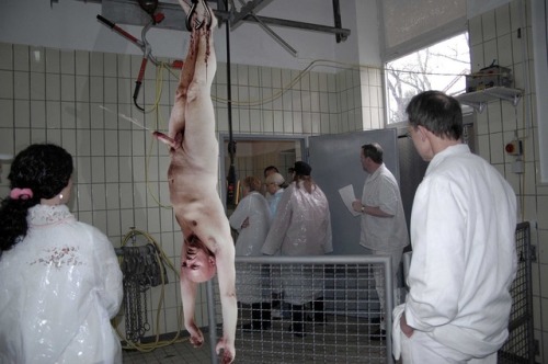 snuffdevo: Schlachthof Besichtigung… oh Hilfe… die falsche Tür…. weiter geht es zur Schweineabteilun