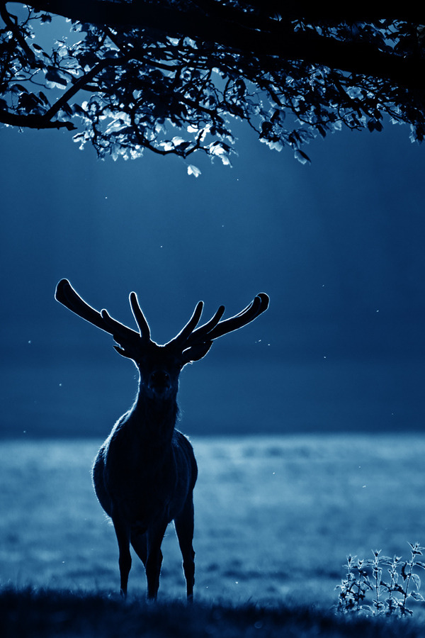 bowhurst:  ×  Just beautiful things   ×  Also on Instagram  × 