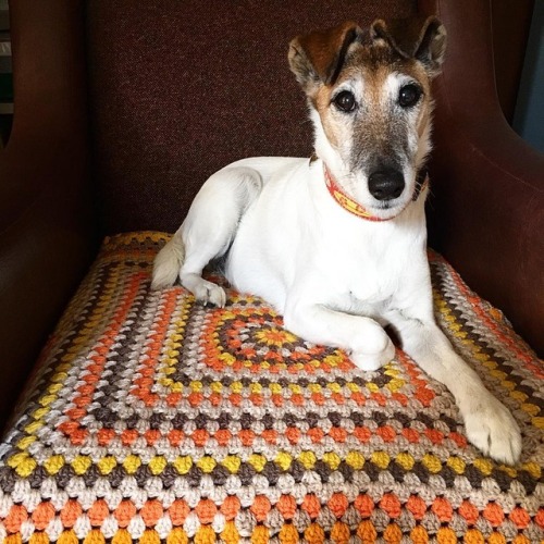 Sorry Polly- this new mini rug is more to protect the chair from your fur than for your comfort#po