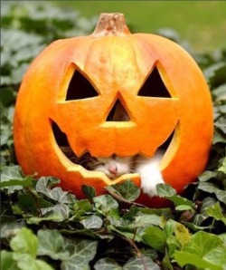 congenitaldisease:  A cat having a nap inside of a pumpkin.